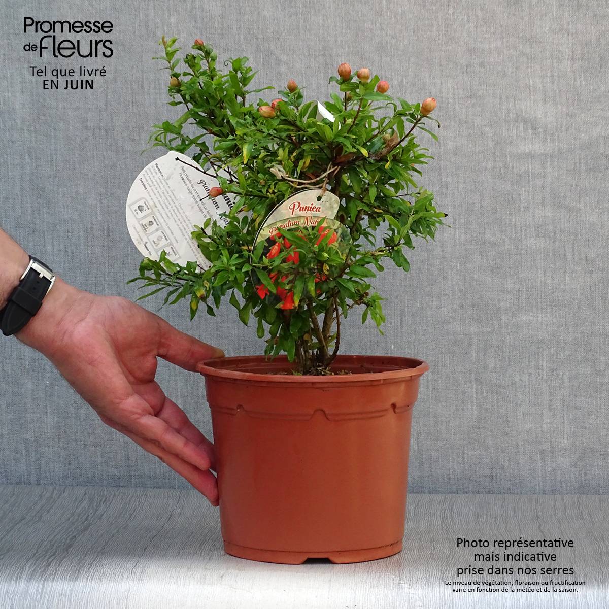 Punica granatum Nana - Grenadier nain  Pot de 2L/3L - Image 2