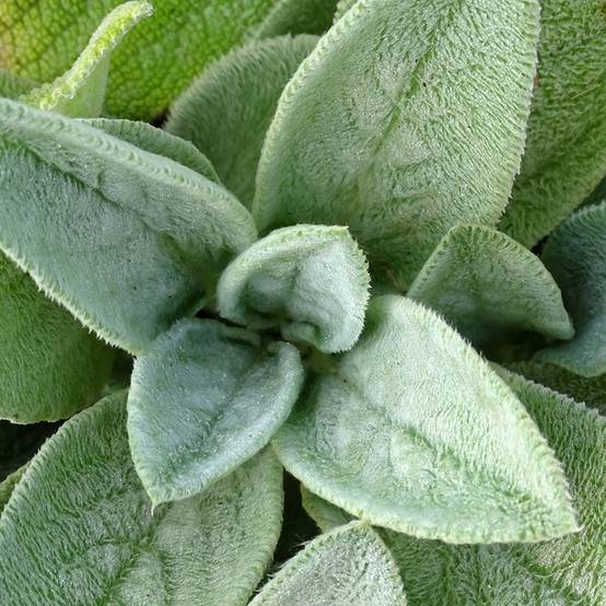 Stachys byzantina Big Ears - Oreille d'ours Godet de 8/9 cm