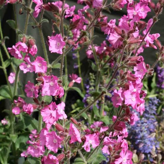 Silène rub. Rollies Favorite - Silene robotii Godet de 7/8 cm