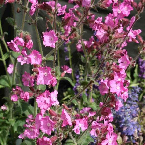 Silène rub. Rollies Favorite - Silene robotii Godet de 7/8 cm