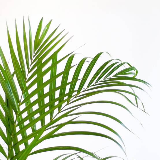 La Green Touch - Palmier Areca et son pot- La Green Touch Blanc - Hauteur 100cm - Image 4