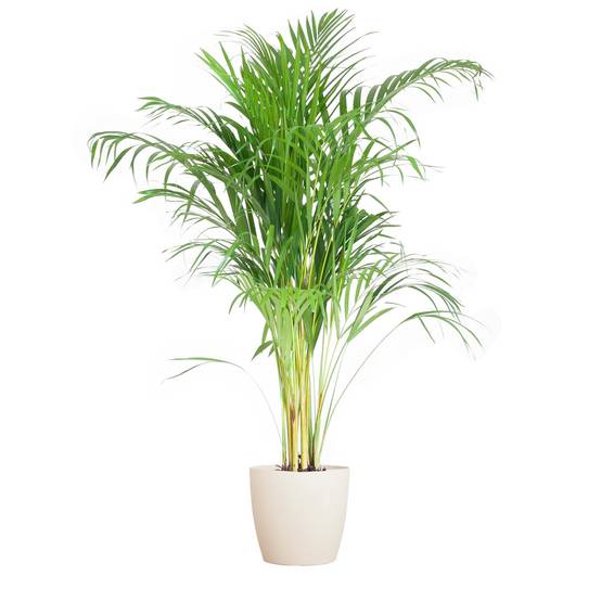 Palmier Areca et son pot- La Green Touch Blanc - Hauteur 100cm