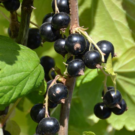 Cassissier Perles d'Auvergne - Georges Delbard Pot de 2L/3L, Buisson