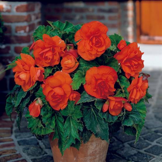Bégonia double Copper - Begonia grandiflora Bulbe calibre 6+ (par 3)