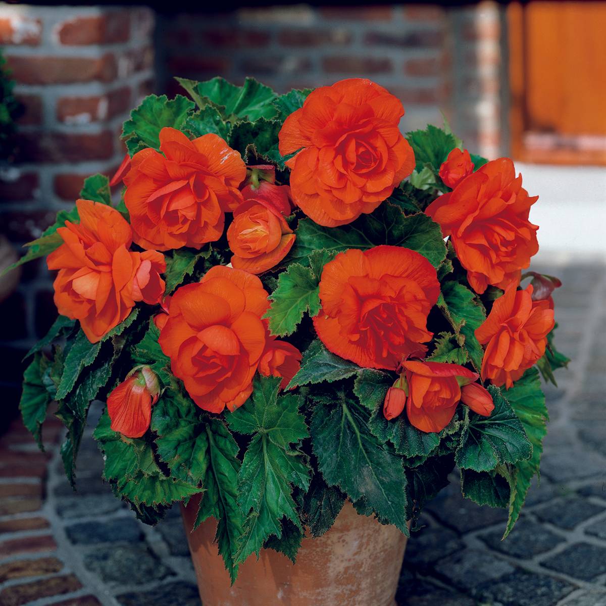 Bégonia double Copper  - Begonia grandiflora Bulbe calibre 6+ (par 3)