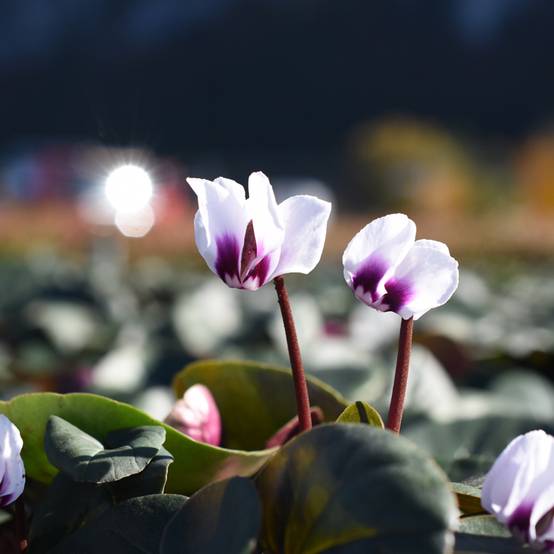 Promesse de Fleurs - Cyclamen coum Blanc Godet de 8/9 cm