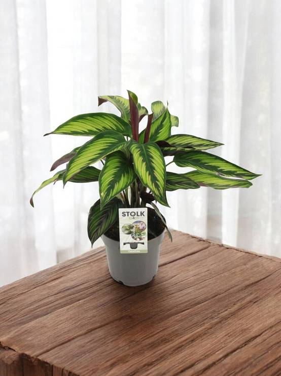 Calathea Majestica 45cm - Plante d'intérieur- La Green Touch