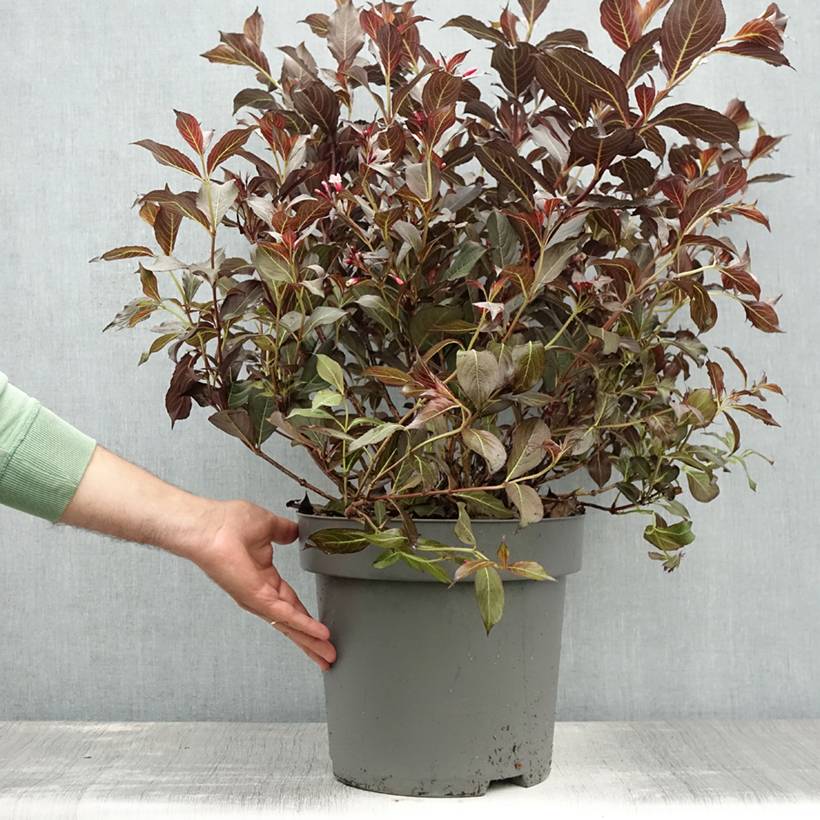 Weigela florida Alexandra - Weigélia Pot de 4L/5L - Image 2