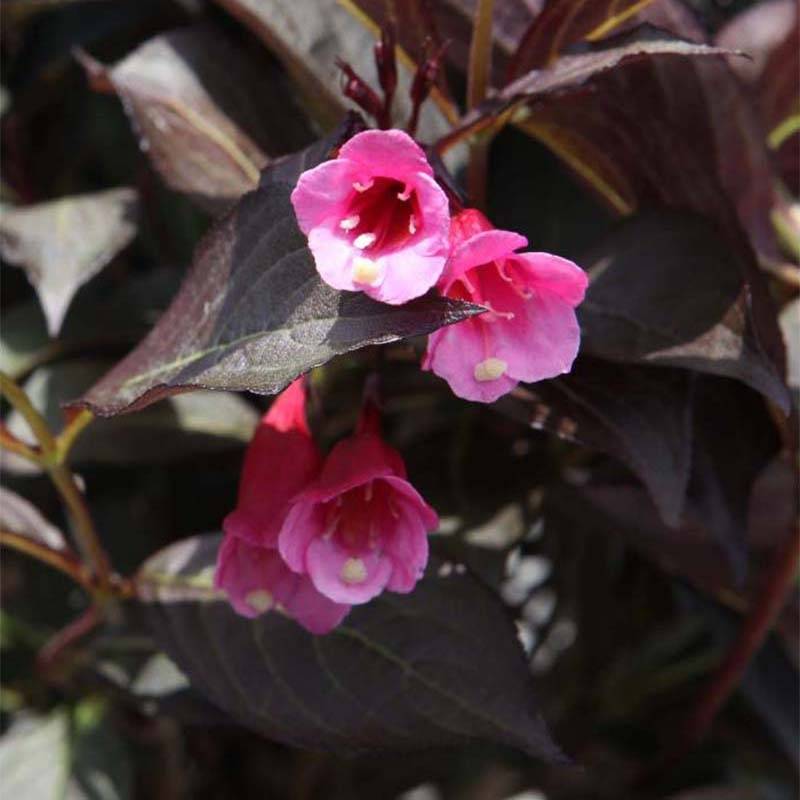Weigela florida Alexandra - Weigélia Pot de 4L/5L - Image 1