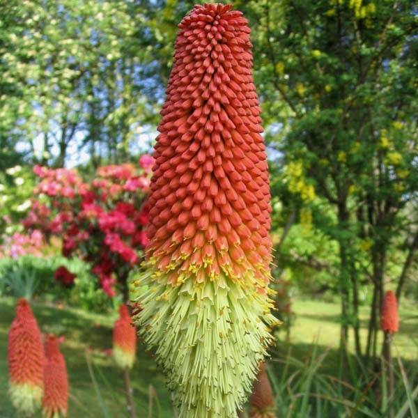 Promesse de Fleurs - Tritoma - Kniphofia Royal Standard Godet de 8/9 cm