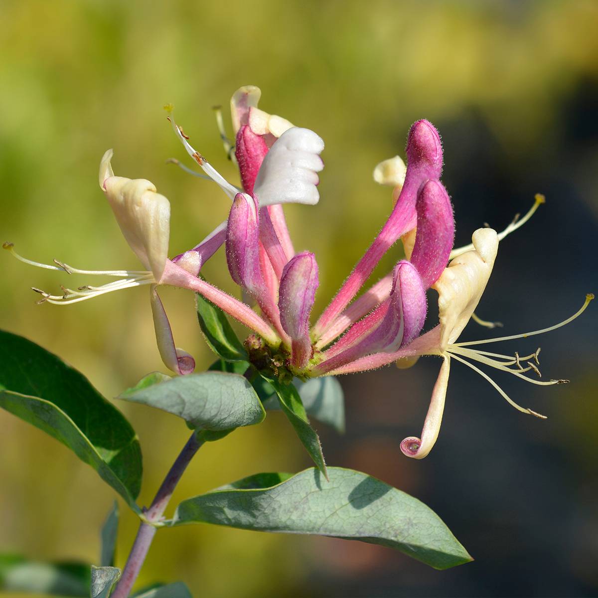 Chèvrefeuille - Lonicera periclymenum Belgica Pot de 1,5L/2L