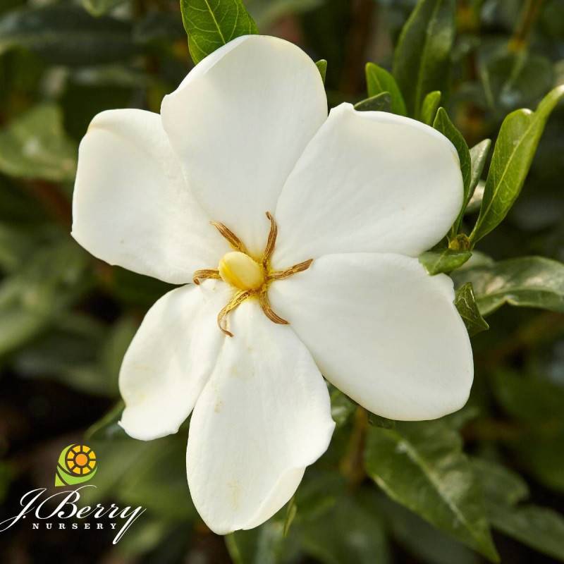 Gardenia Sweet Heart® 'PS-2013-3' à fleurs Blanche/ - feuillage Persistant - Pot de 1,5L - 20/50 cm - Image 1