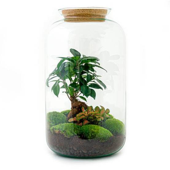 Diy Terrarium - D43 H43cm - Image 3