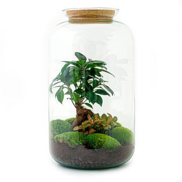 Diy Terrarium - D43 H43cm - Image 3