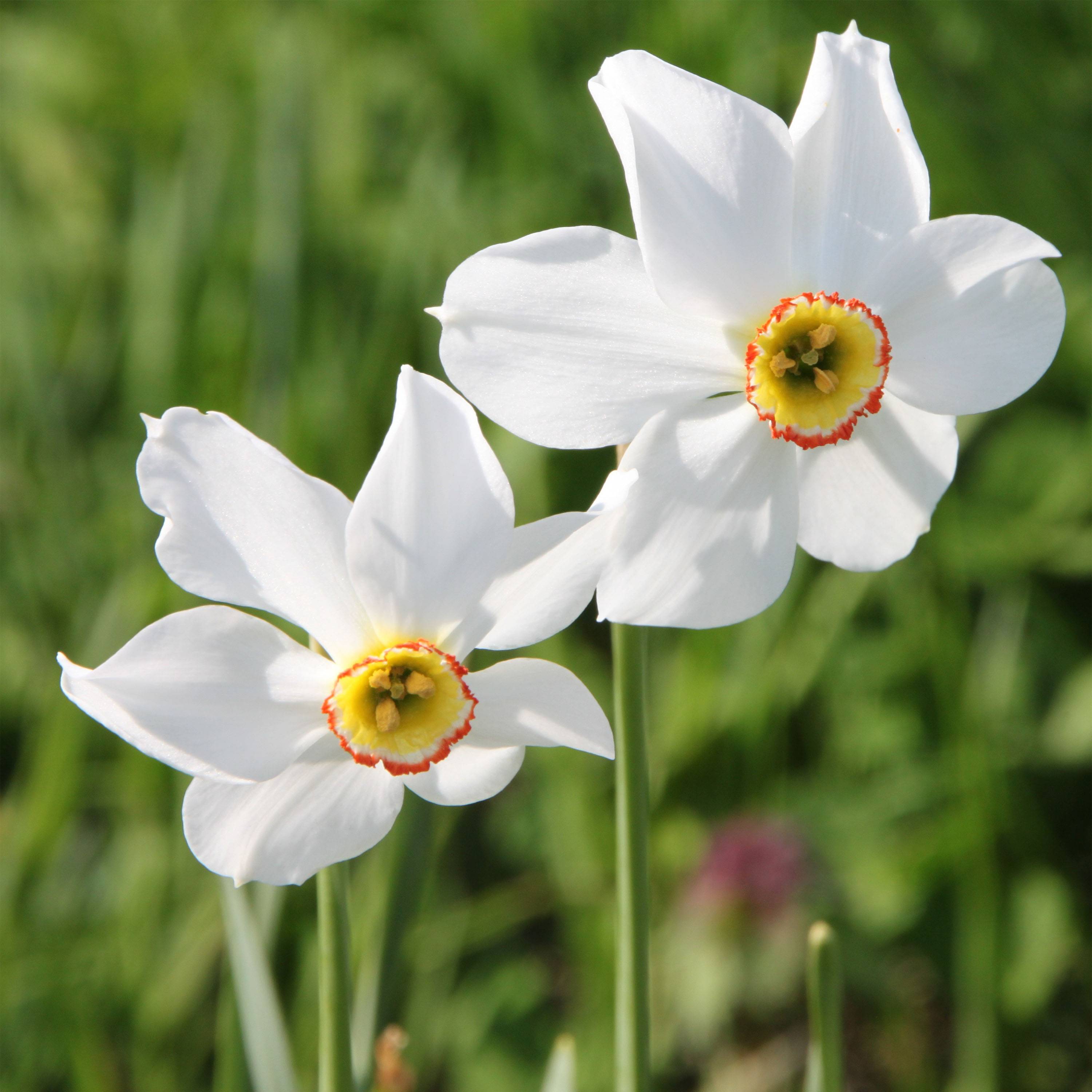 Promesse de Fleurs - Narcisse poeticus Recurvus Bulbe calibre 12+ (par 10)