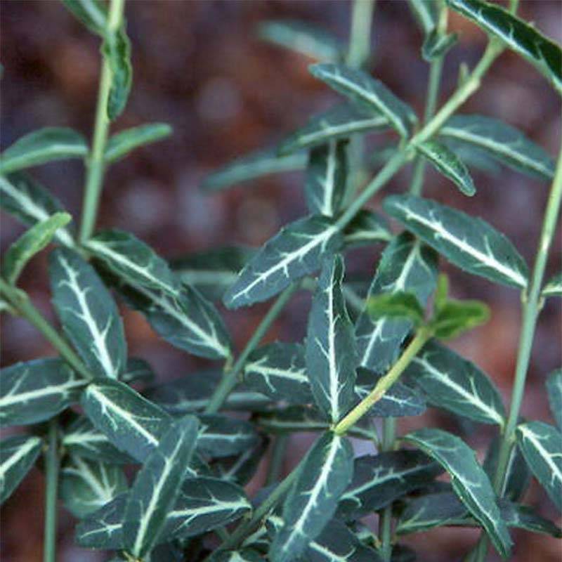 Euonymus fortunei Wolong Ghost - Fusain rampant Pot de 2L/3L - Image 1