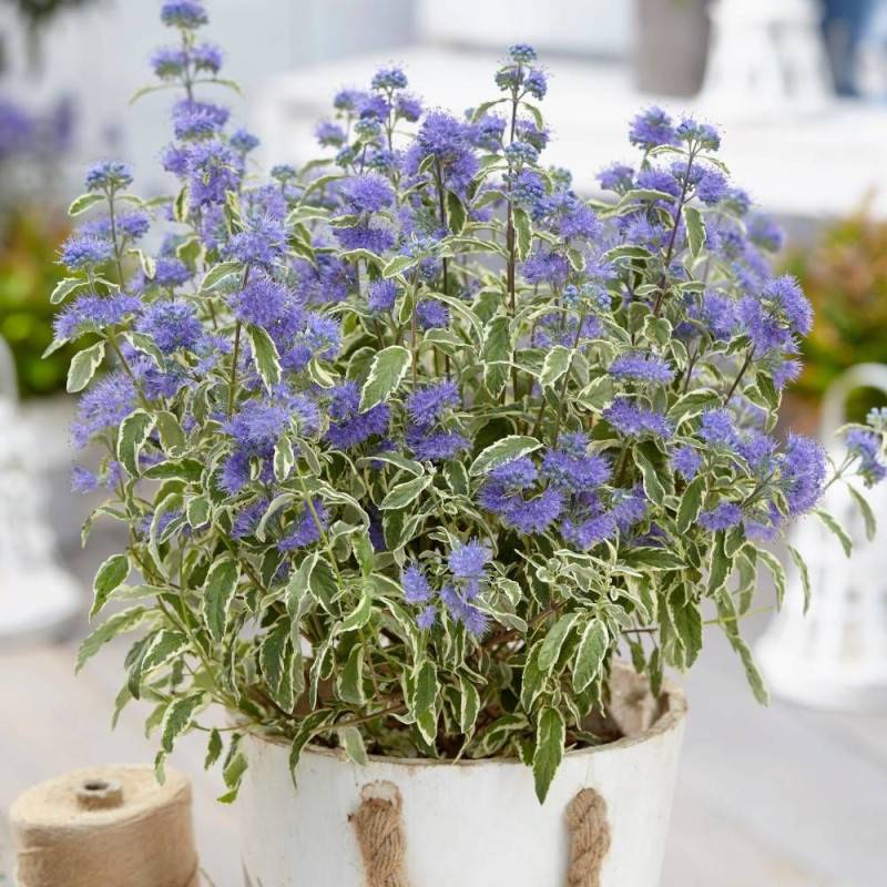 Caryopteris White Surprise, Spirée bleue, Barbe bleue à fleurs Bleue - feuillage Caduc - Pot de 3L - 20/40 cm-  hauteur à maturité De 1,00 m à 1,50 m - Image 1