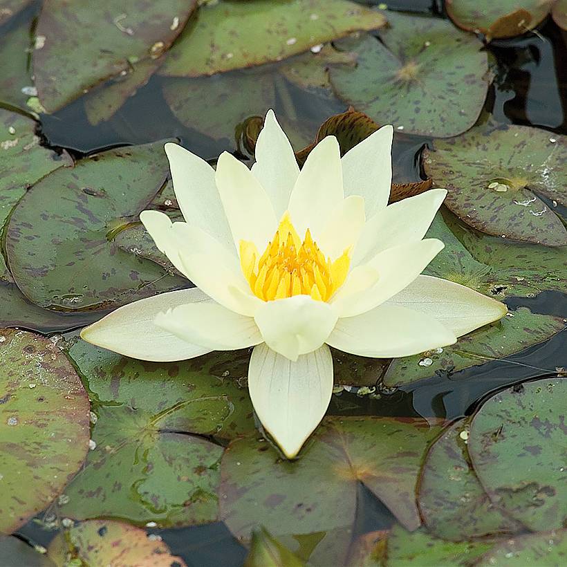 Promesse de Fleurs - Nymphaea Pygmaea Helvola - Nénuphar nain rustique Pot de 1L/1,5L