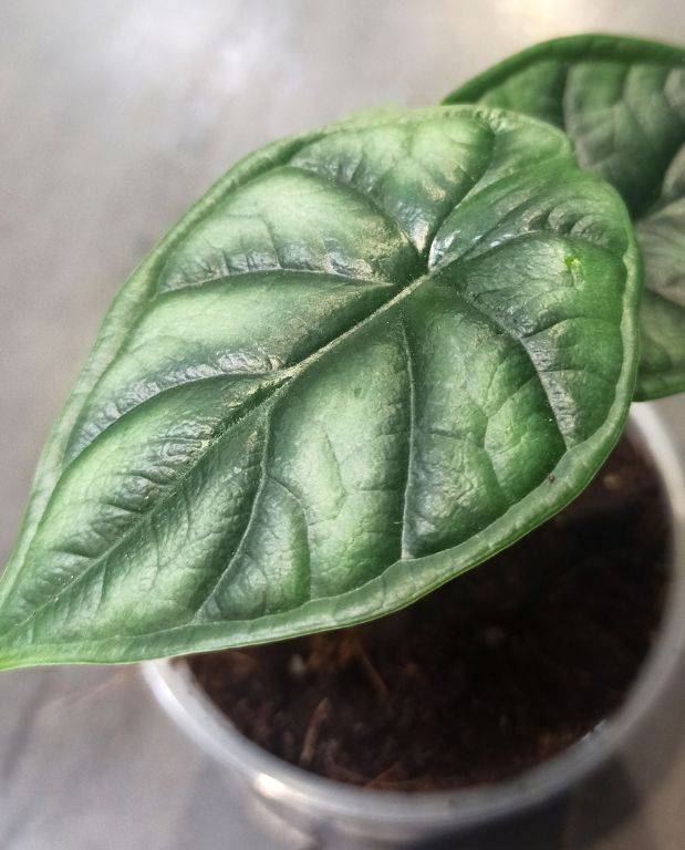 Alocasia Dragon Scale Small D. 9cm H. 15cm - Plante d'intérieur - IndoorPoppies - Image 4