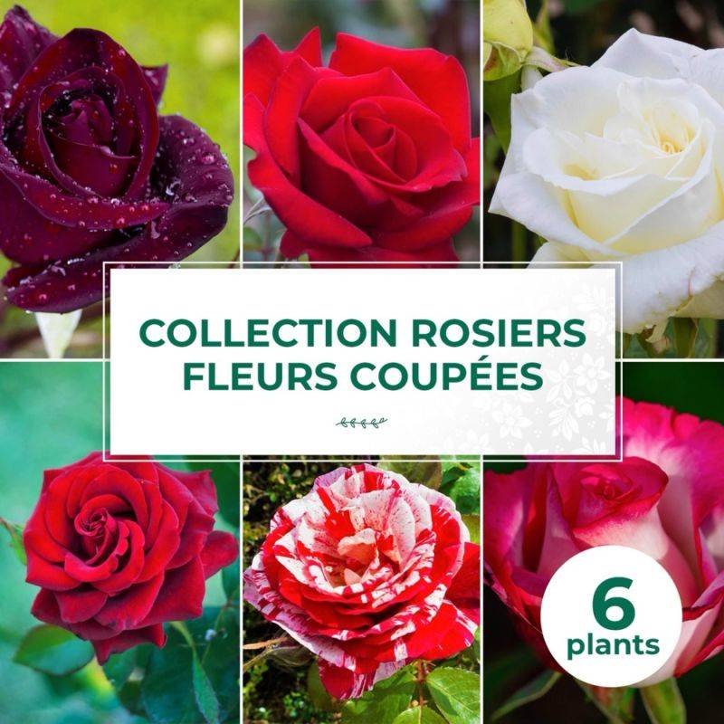 Collection 6 Rosiers fleurs coupées - Racines nues - Taille 10 à 20cm - Pépinières Naudet - Image 1
