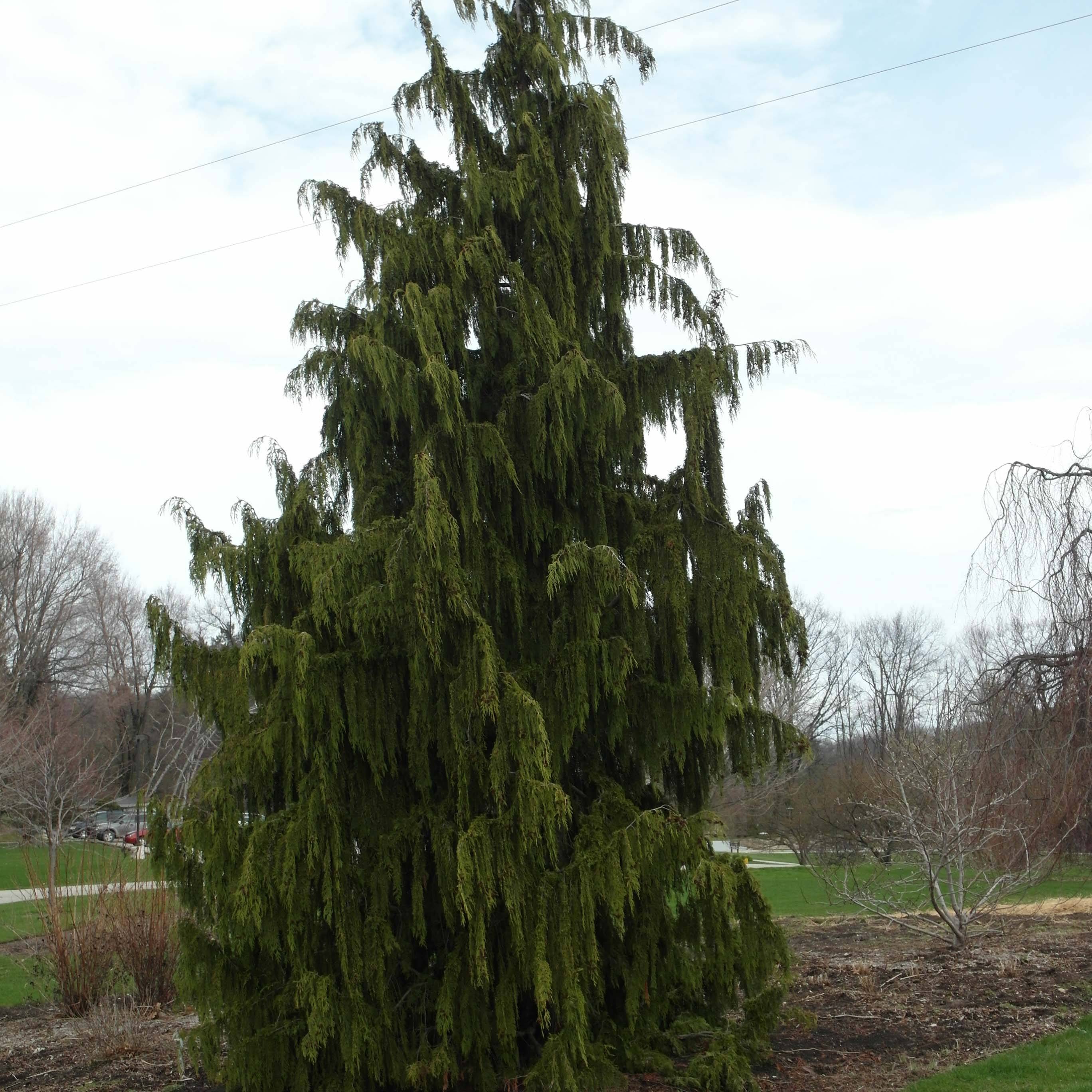 Promesse de Fleurs - Chamaecyparis nootkatensis Pendula - Cyprès de Nootka pleureur Pot de 4L/5L - Image 1