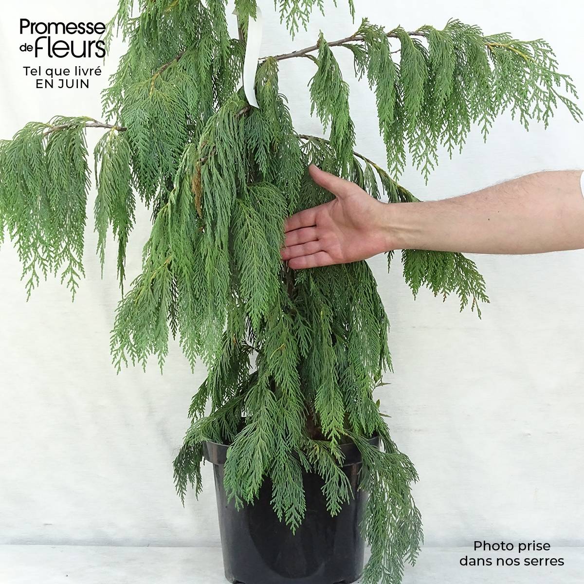 Promesse de Fleurs - Chamaecyparis nootkatensis Pendula - Cyprès de Nootka pleureur Pot de 4L/5L - Image 2