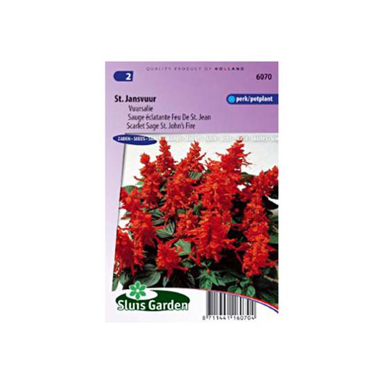 Graines de Salvia splendens Scarlet Sage St John's Fire - Sauge éclatante le sachet de 150 graines environ (0,5g)