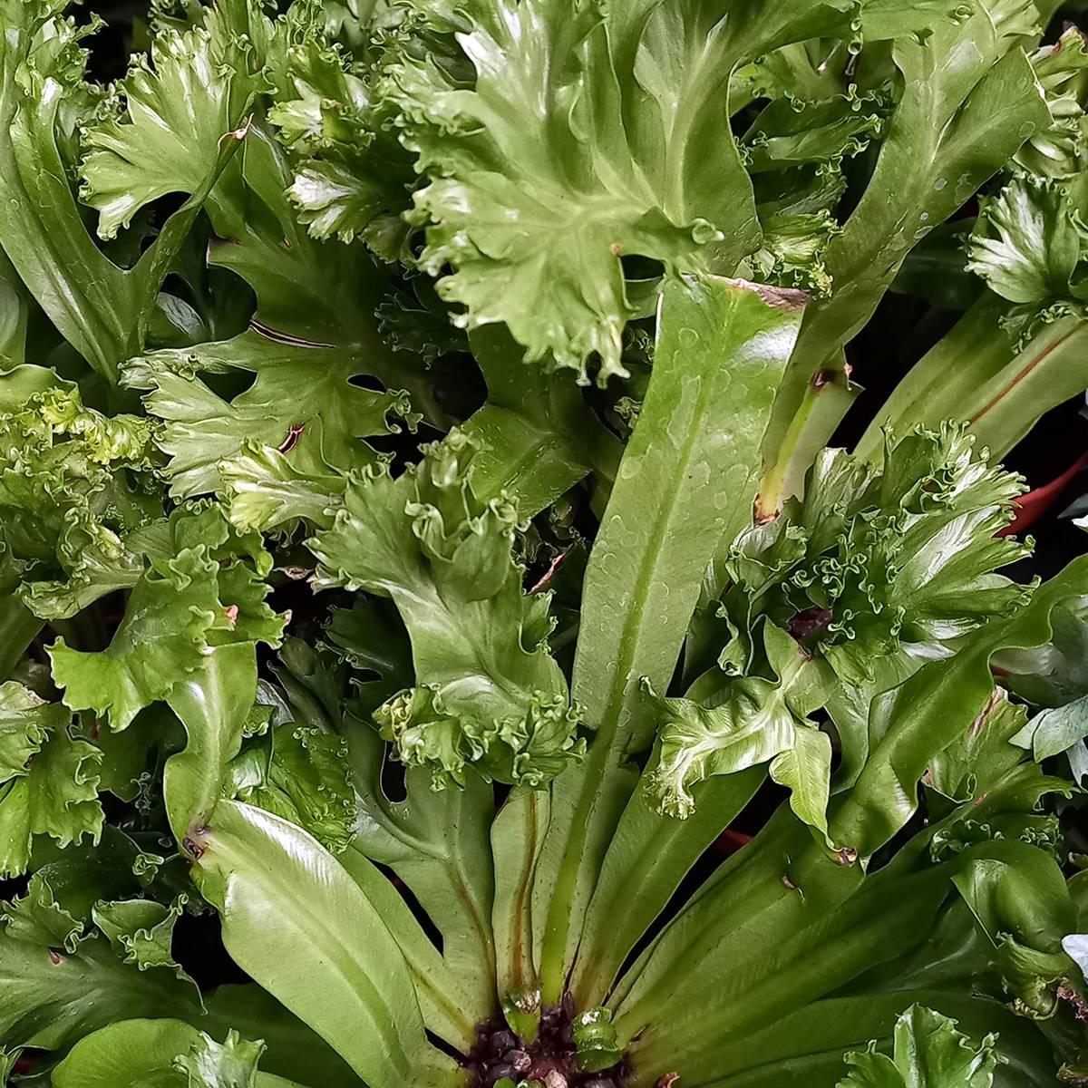 Promesse de Fleurs - Asplenium antiquum Leslie - Fougère antique Mini-plante