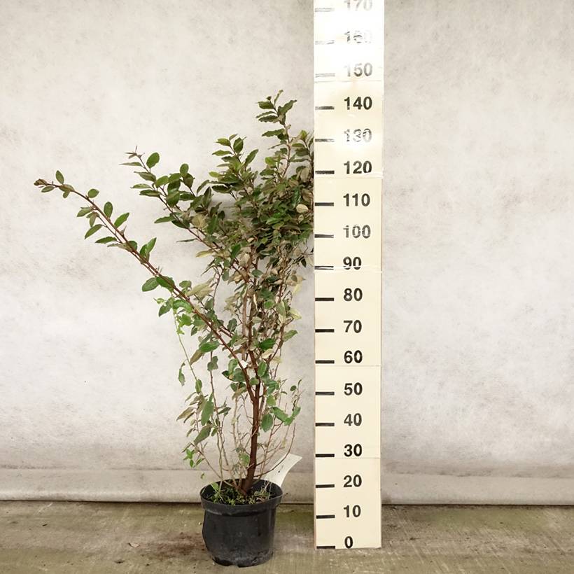 Elaeagnus ebbingei - Chalef de Ebbing Pot de 7,5L/10L - Image 2