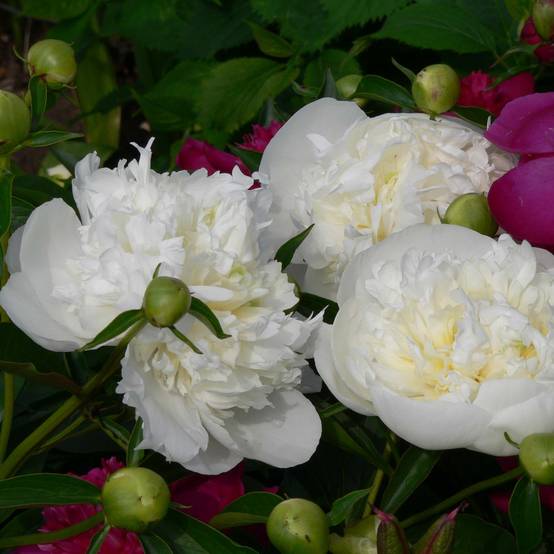 Pivoine lactiflora Duchesse de Nemours Pot de 3L/4L