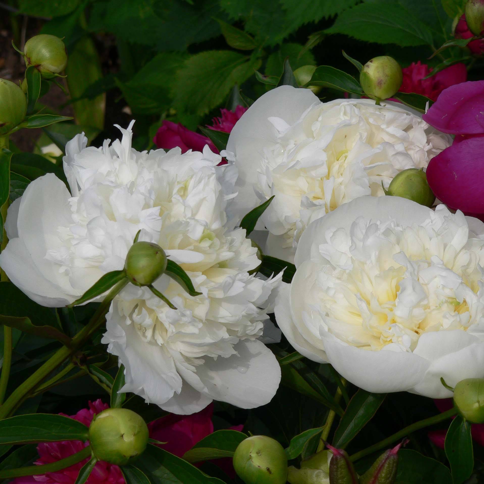 Pivoine lactiflora Duchesse de Nemours Pot de 3L/4L