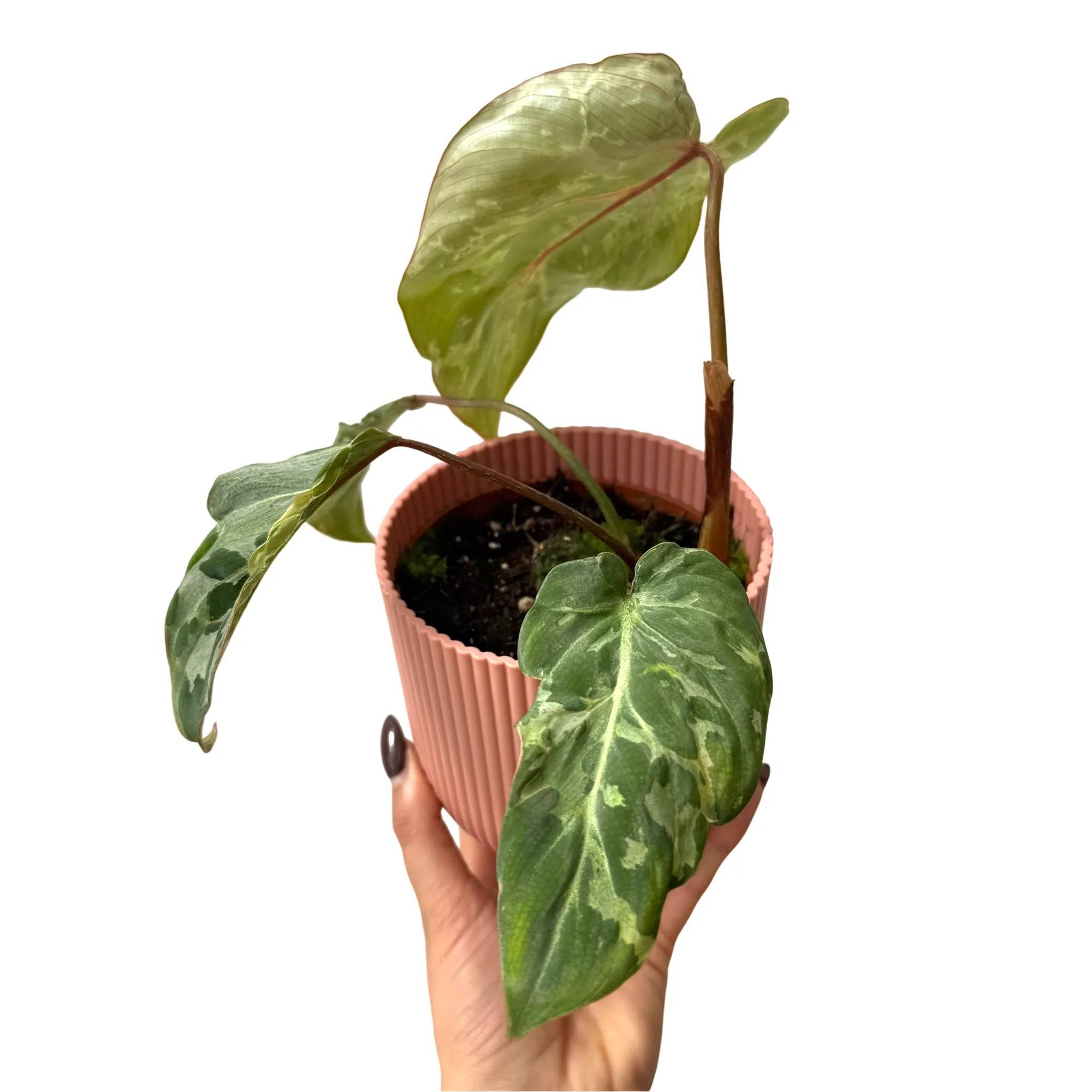 Philodendron gloriosum 'Snow Leopard' - Pot de 10,5cm - Plantes d'intérieur - Image 2