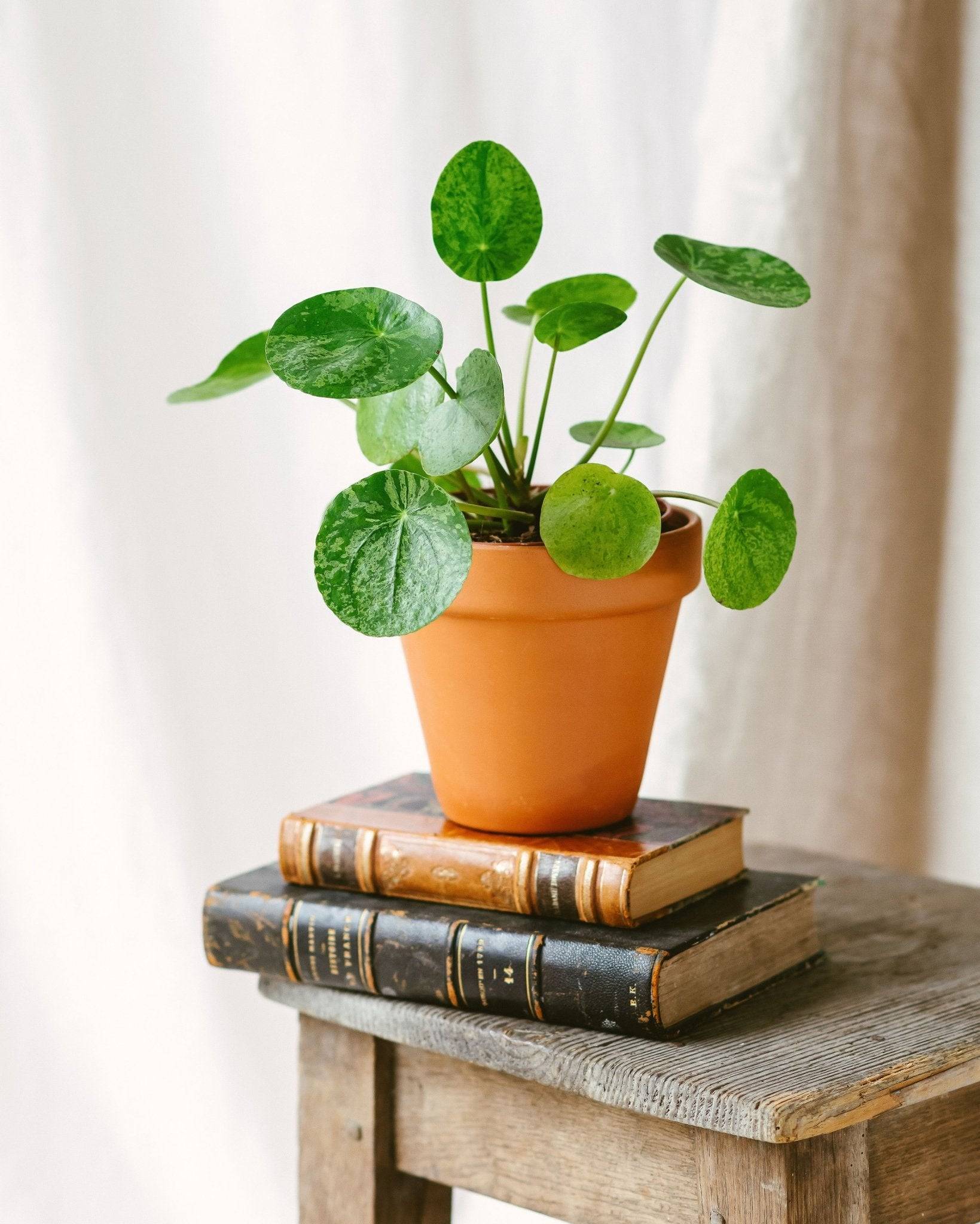 La Green Touch - Pilea Mojito 20cm - Plante d'intérieur- La Green Touch