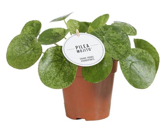 Pilea Mojito 20cm - Plante d'intérieur- La Green Touch - Image 4
