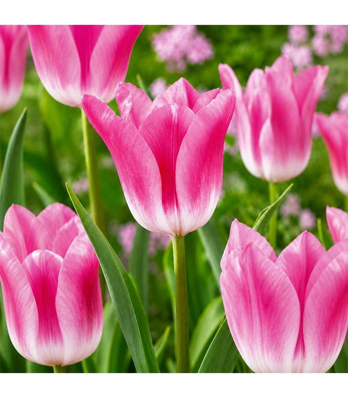 Tulipe Royal Ten Sgaravatti 5 bulbes roses, grande floraison printanière décorative pour massifs et bouquets - 618117 - Image 1