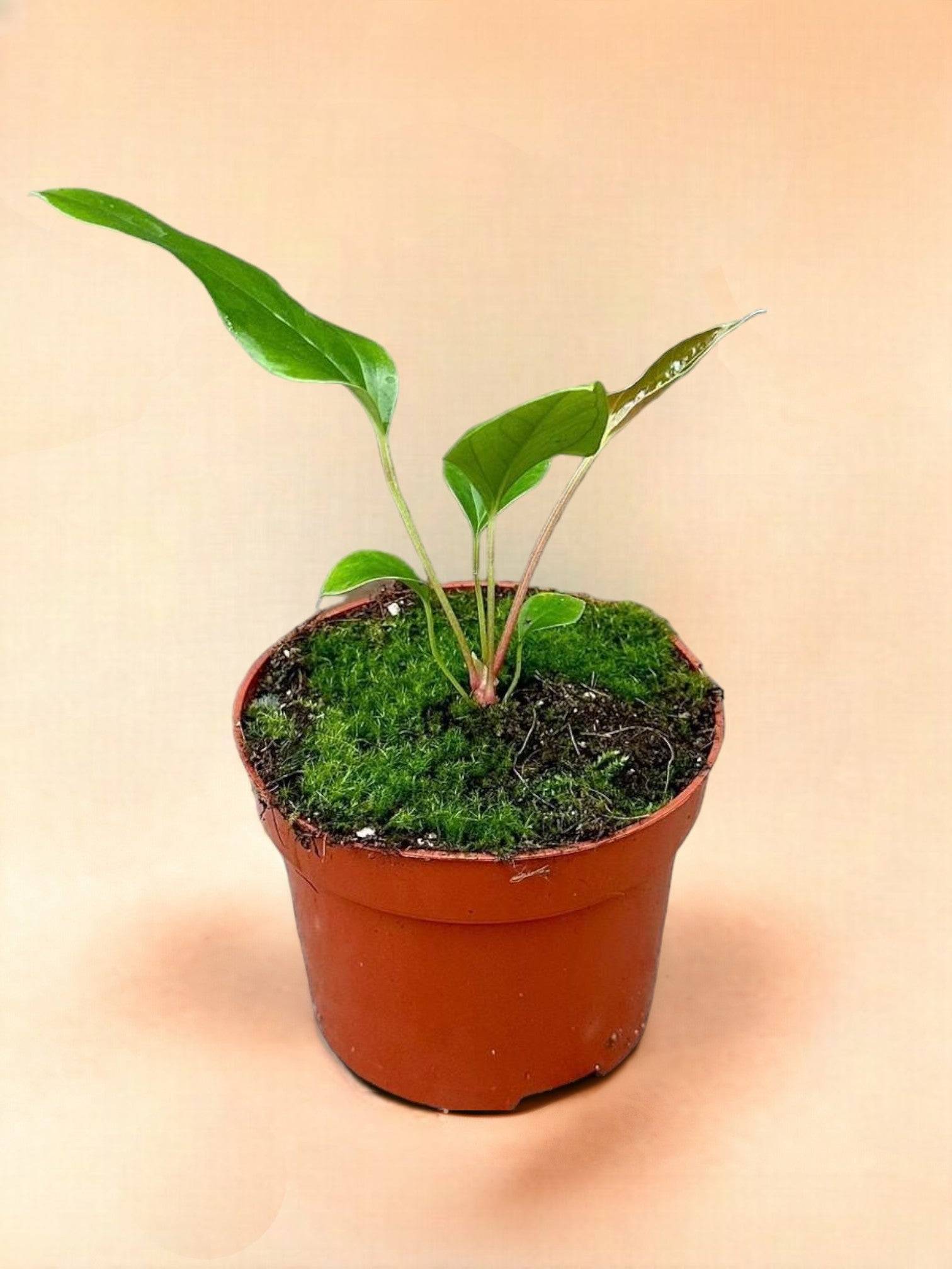 Anthurium Pedatum X Pedatum- La Green Touch