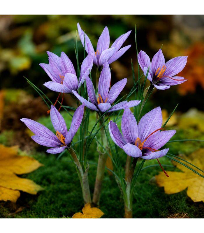 Crocus Sativus Safran Sgaravatti 10 bulbes lilas, à planter en fin d'été pour produire du safran - 692024