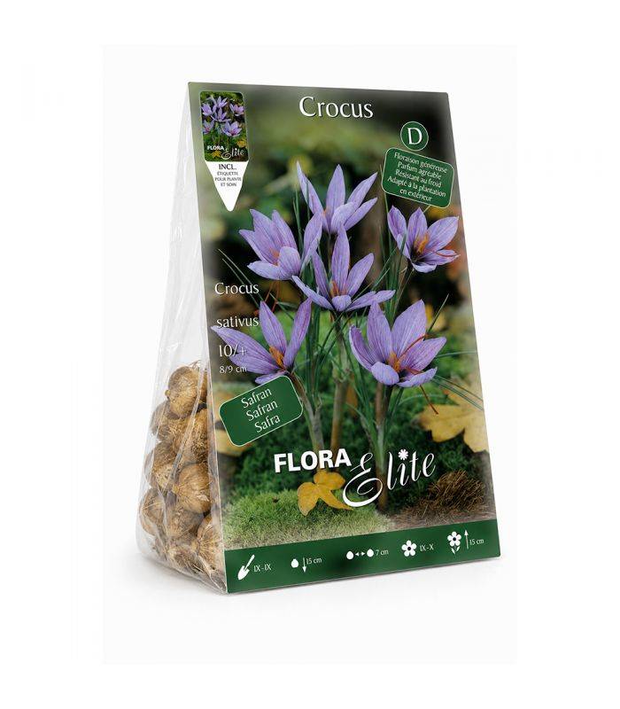 Crocus Sativus Safran Sgaravatti 10 bulbes lilas, à planter en fin d'été pour produire du safran - 692024 - Image 2