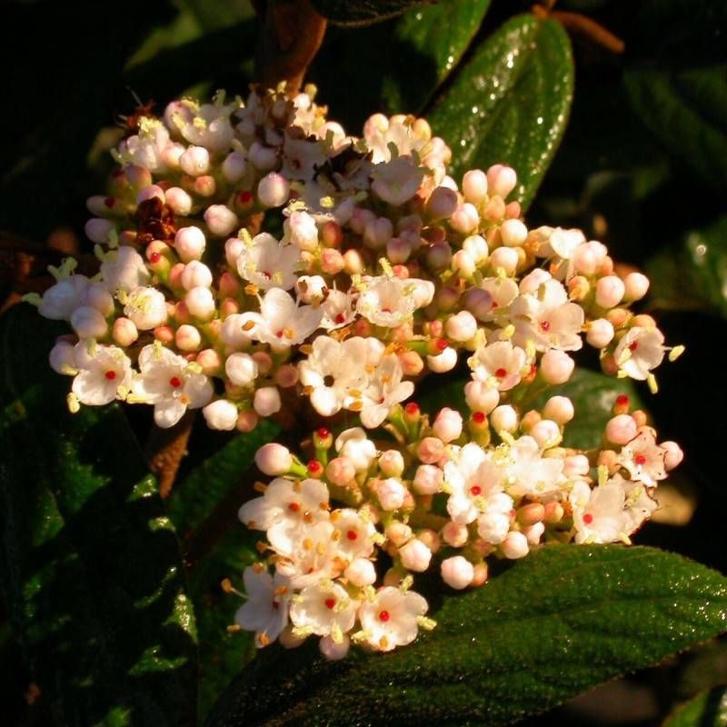 Viorne de Prague, Viburnum à fleurs Blanche - feuillage Persistant - Pot de 1,5L - 20/50 cm-  hauteur à maturité De 2,50 m à 3,00 m