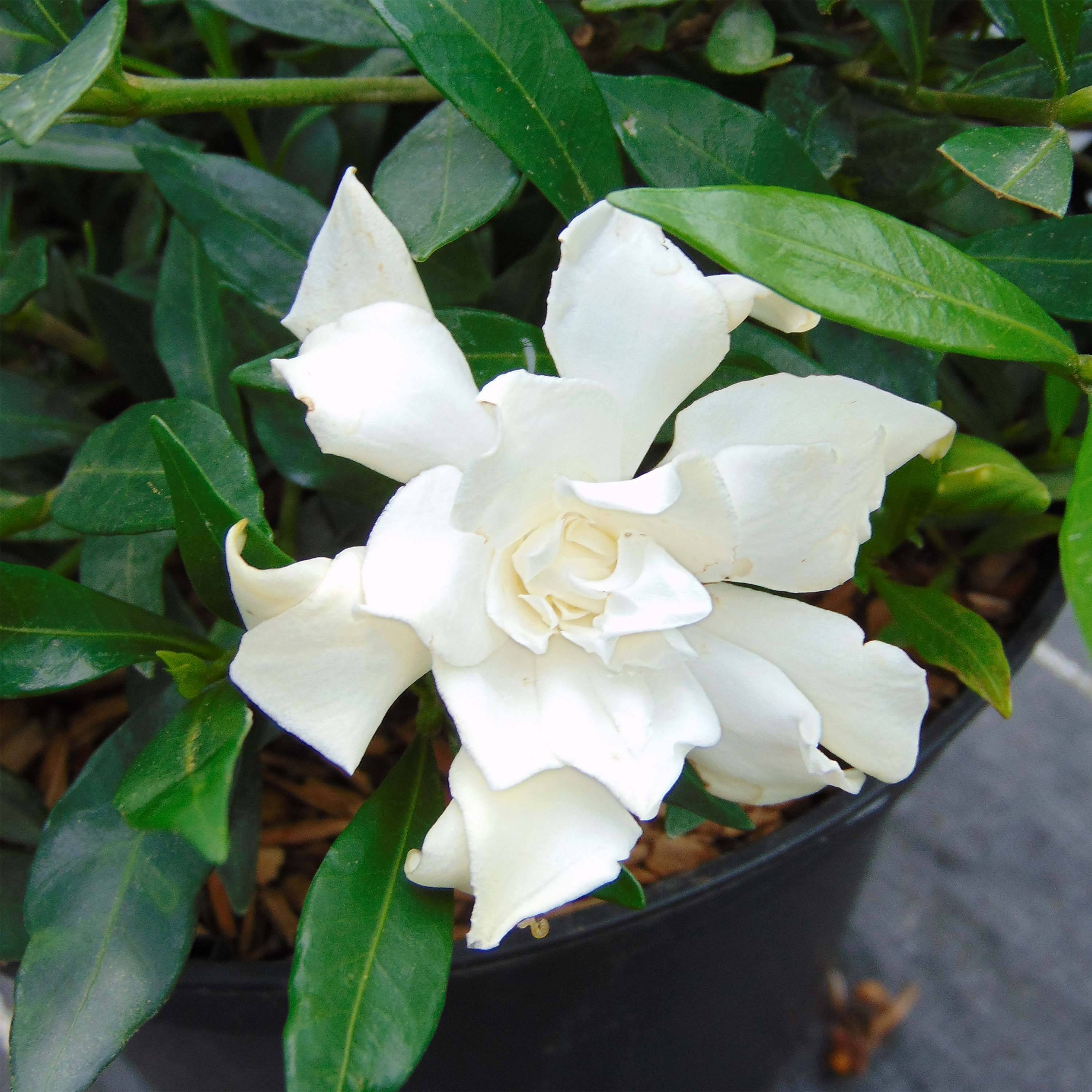 Gardenia jasminoides Perfumed Petticoats Pot de 2L/3L - Image 1