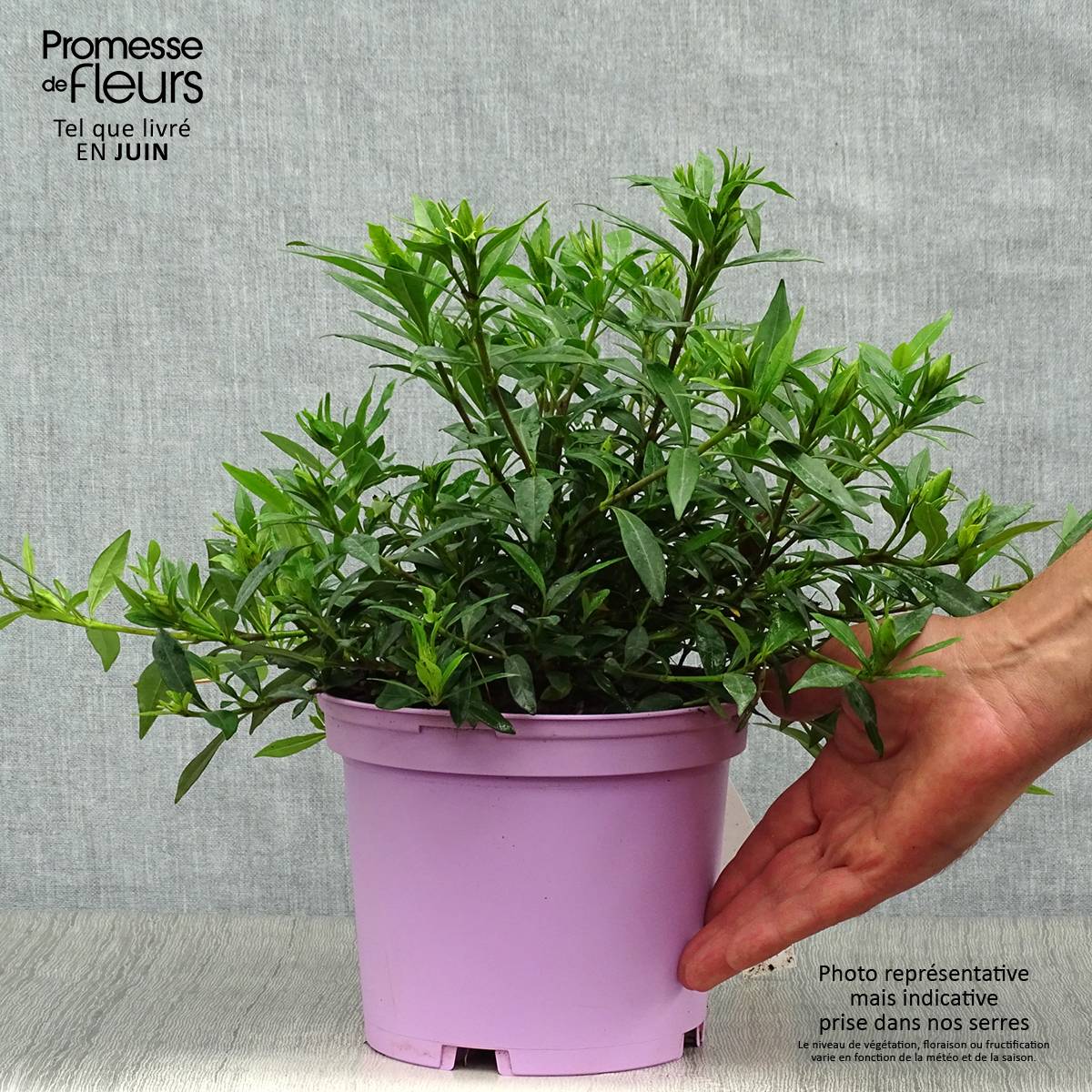 Gardenia jasminoides Perfumed Petticoats Pot de 2L/3L - Image 2