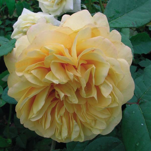 Promesse de Fleurs - Rosier à grandes fleurs Fragant Old Yellow Pot de 4L/5L