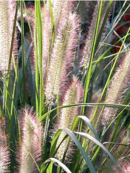 Pennisetum alopecuroides Herbstzauber, Herbe aux écouvillons Godet de 8/9 cm - Image 1