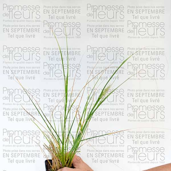 Pennisetum alopecuroides Herbstzauber, Herbe aux écouvillons Godet de 8/9 cm - Image 2