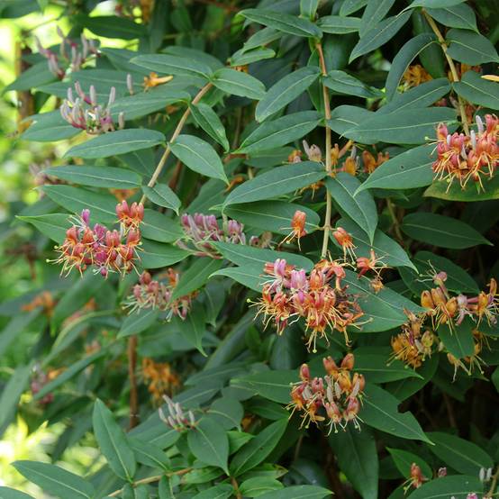 Chèvrefeuille de Henry - Lonicera henryi Pot de 2L/3L