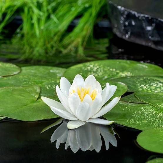Nymphaea Gladstoniana - Nénuphar rustique Pot de 1L/1,5L