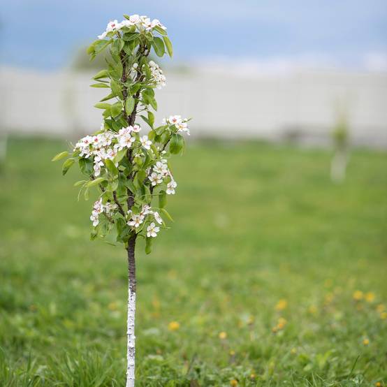 Poirier colonnaire Londres - Pyrus communis Pot de 7,5L/10L, Colonnaire