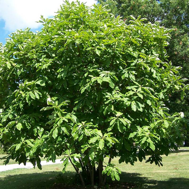 Promesse de Fleurs - Magnolia tripetala - Magnolia parasol Pot de 3L/4L - Image 1