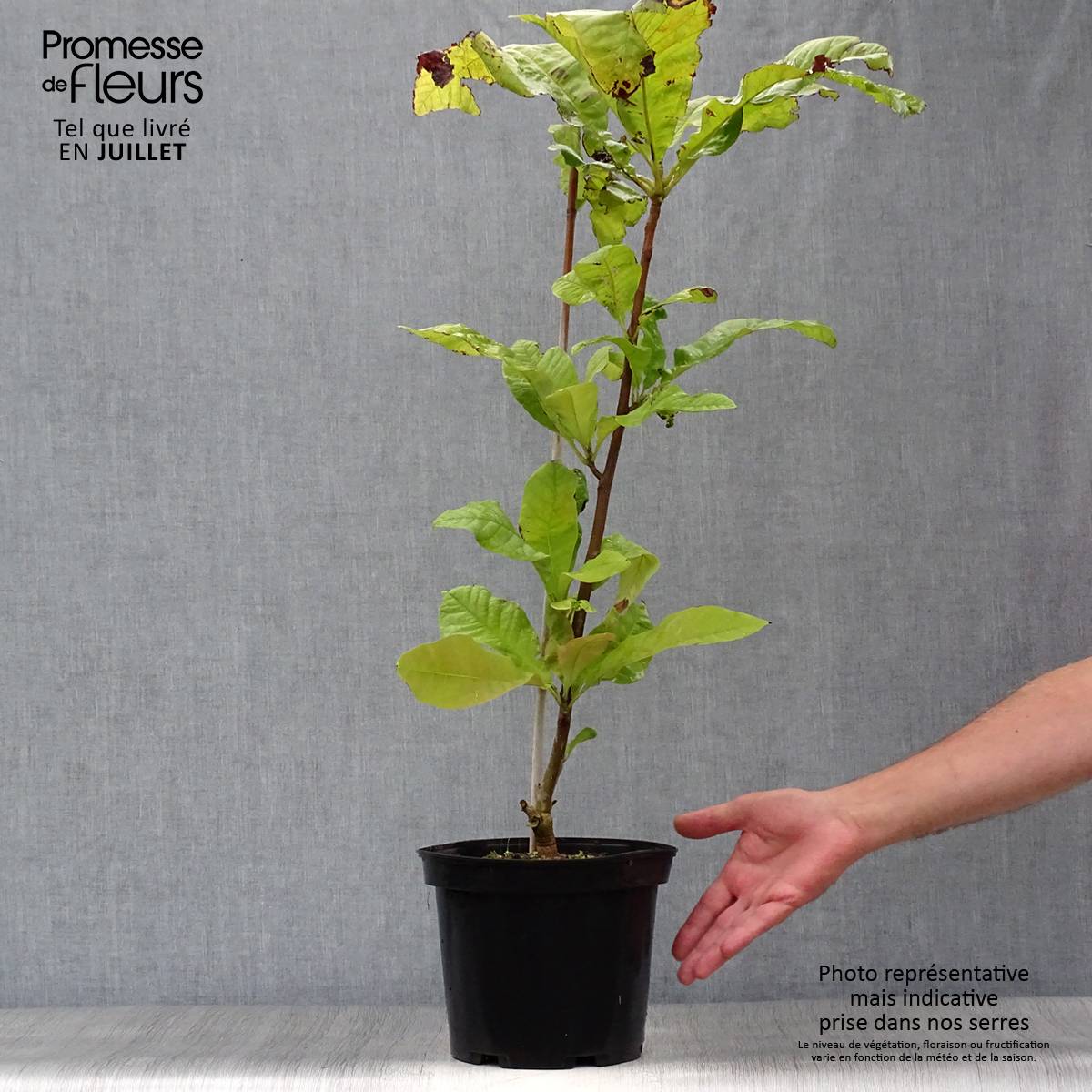 Promesse de Fleurs - Magnolia tripetala - Magnolia parasol Pot de 3L/4L - Image 2