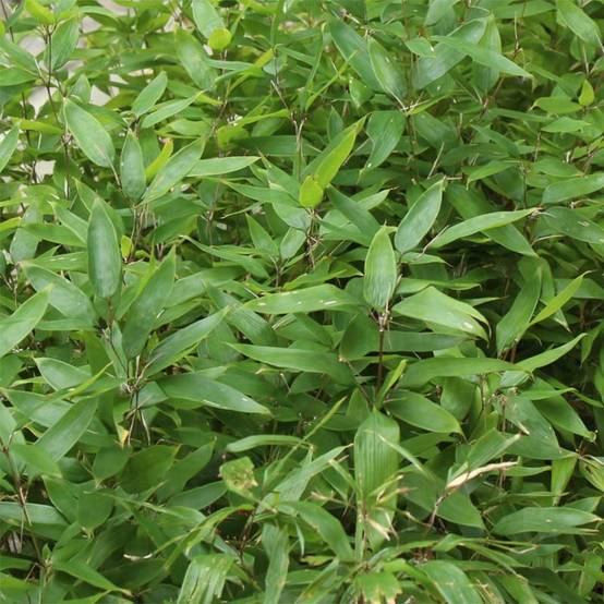 Promesse de Fleurs - Shibataea kumasaca - Bambou nain Pot de 2L/3L - Image 1